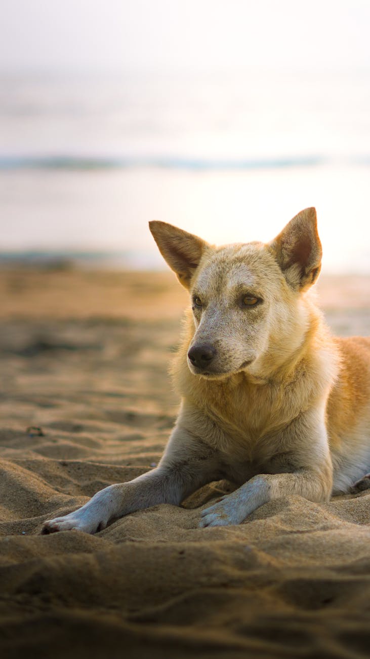 relaxed beach dog enjoying summer vibes