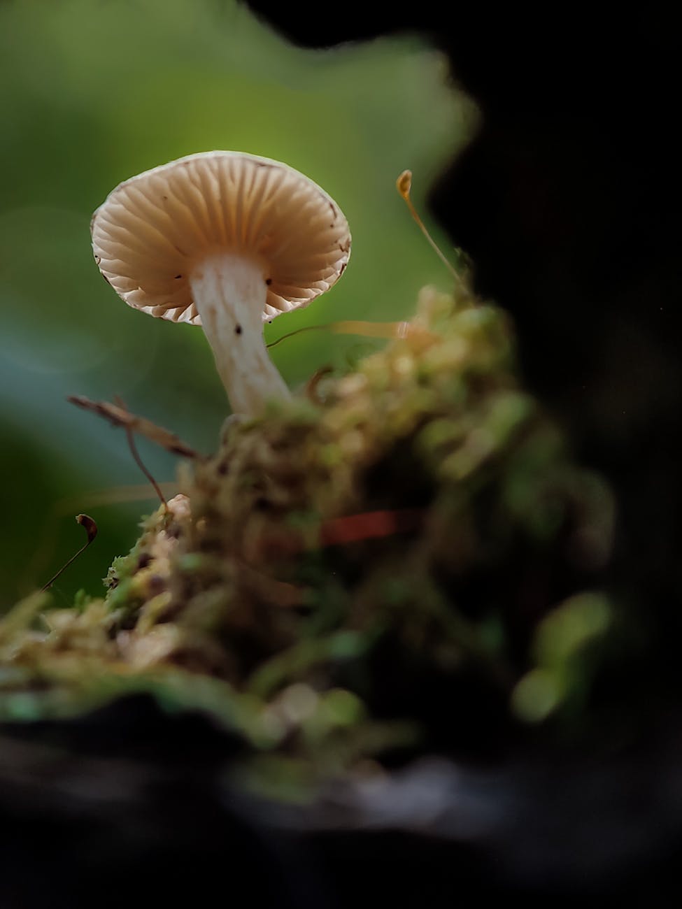 close up of mushroom in natural setting