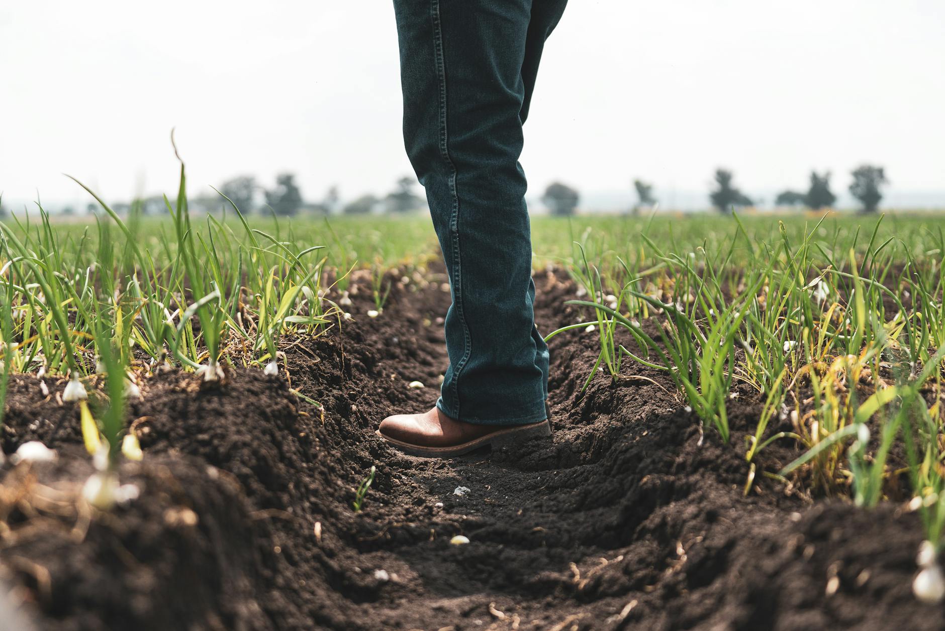 a side view of legs standing on field with planted vegetables