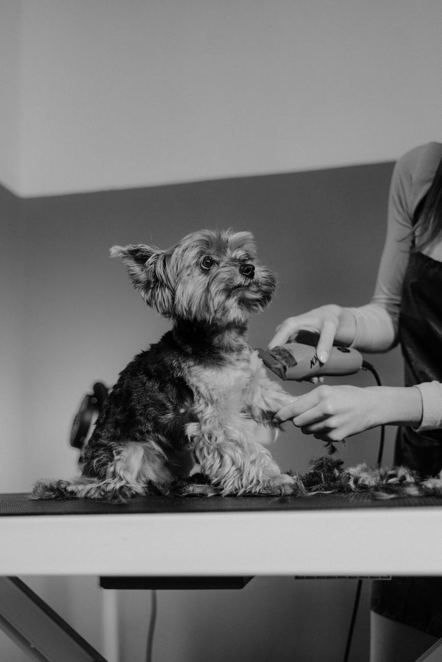 grayscale photo of grooming of a yorkshire terrier