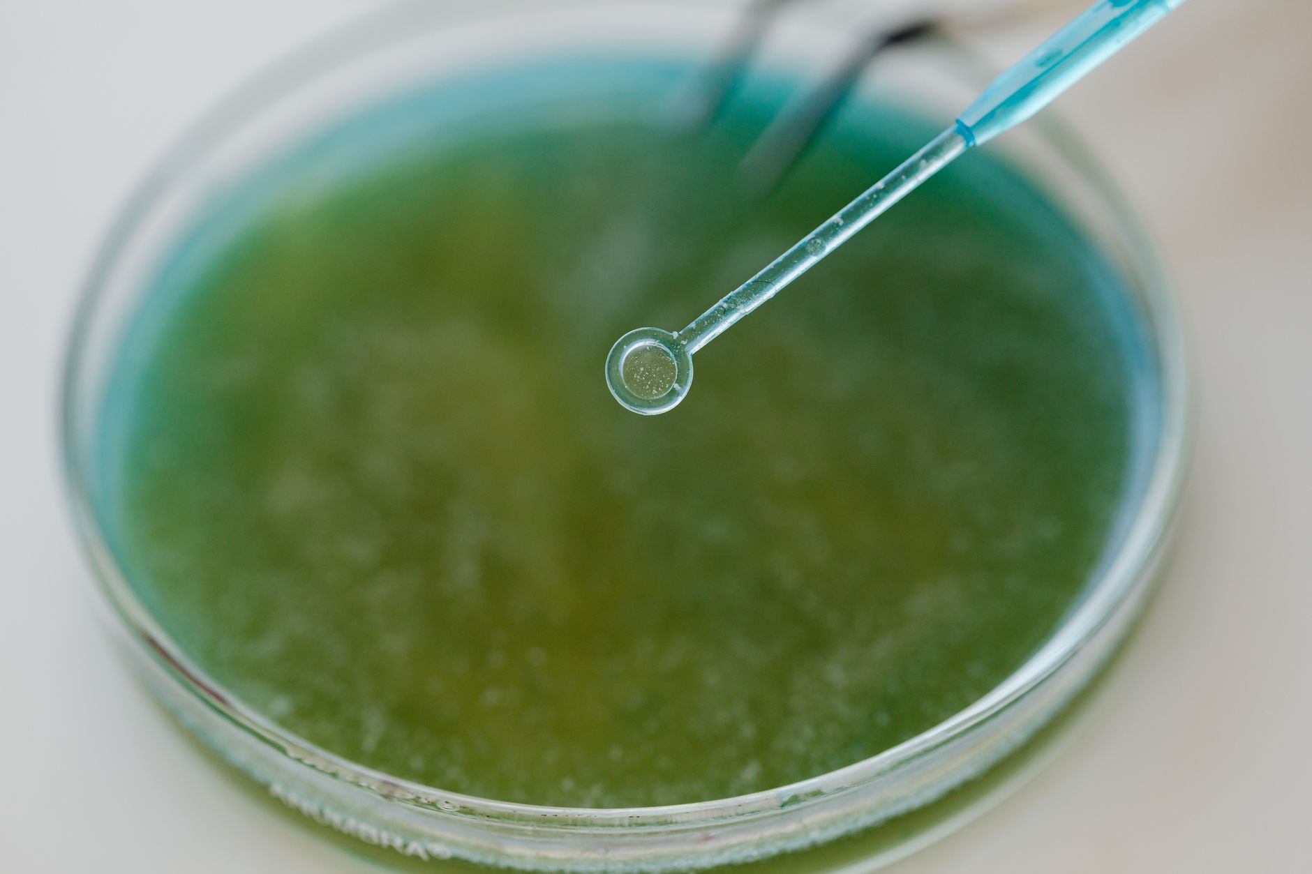 close up view of an inoculation loop and a petri dish